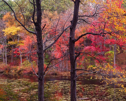 Wolf Lake Swamp, Sparta Mountains, NJ (MF).jpg Wolf Lake Swamp, Sparta Mountains, NJ (MF).jpg